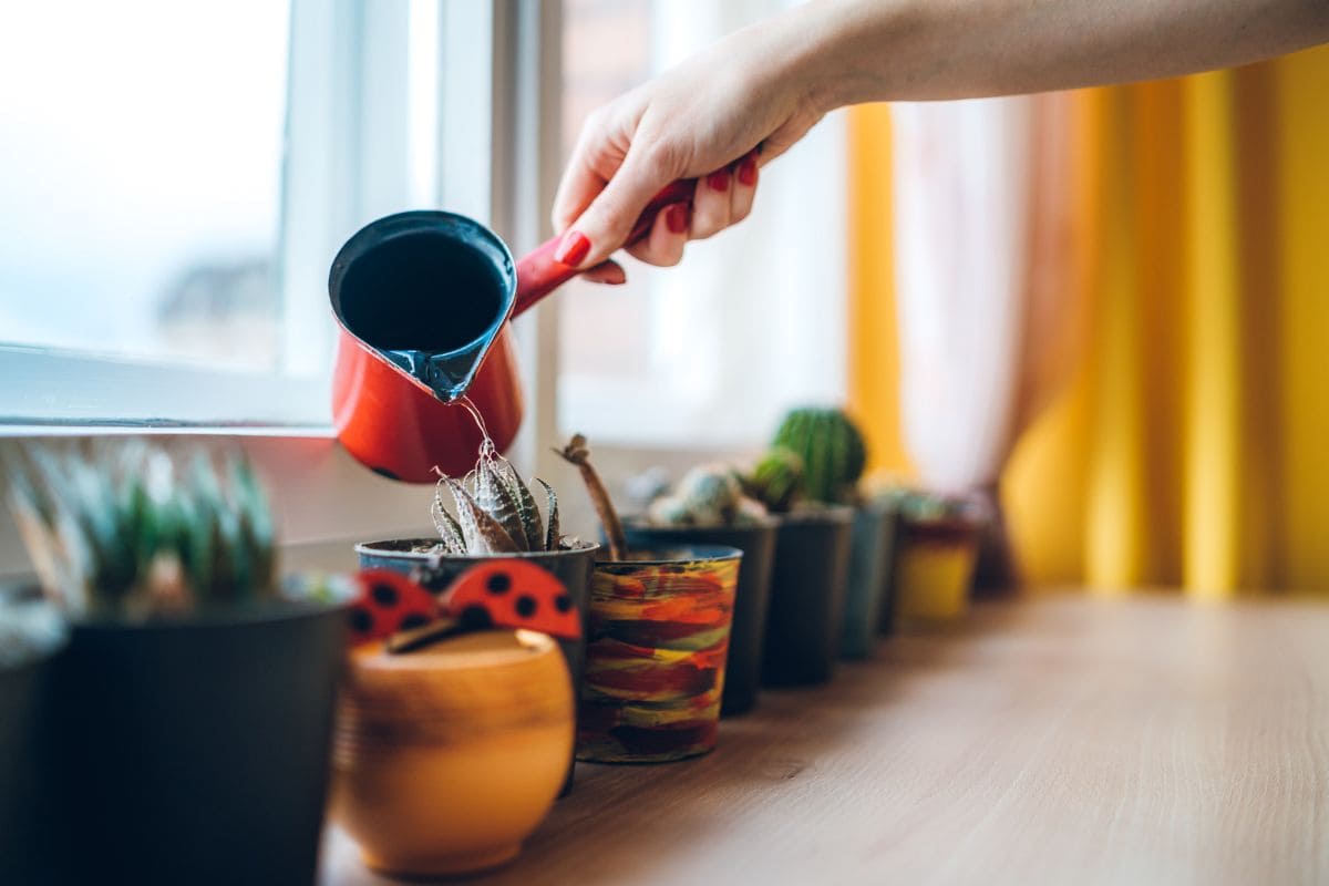 Watering Plants From The Bottom How And Why? Plantisima