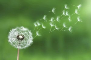 Dandelion-Quotes_-Brighten-Your-Day-With-Meaningful-Words