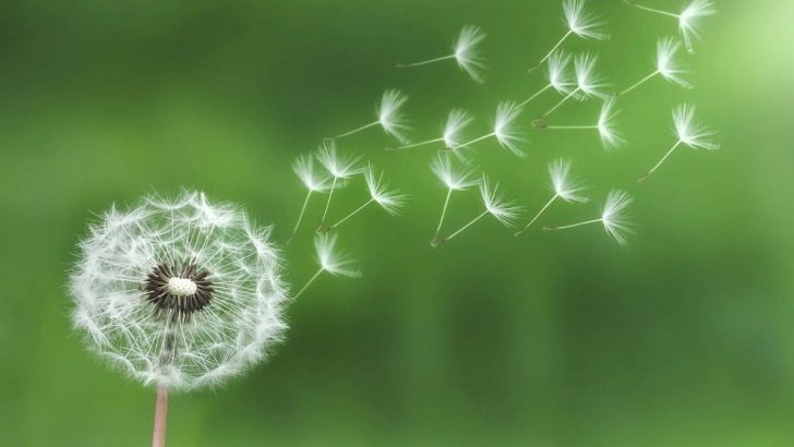 Dandelion Quotes: Brighten Your Day With Meaningful Words!