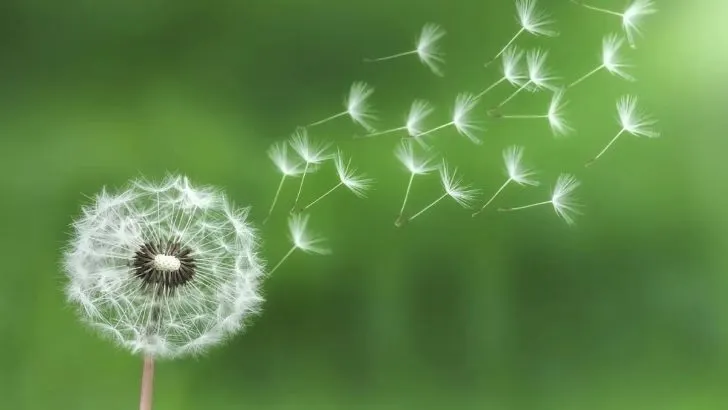 Dandelion Quotes: Brighten Your Day With Meaningful Words!