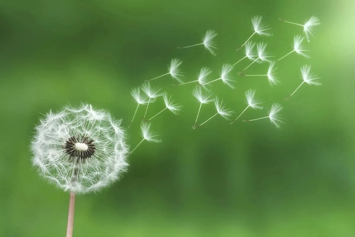 Dandelion-Quotes_-Brighten-Your-Day-With-Meaningful-Words