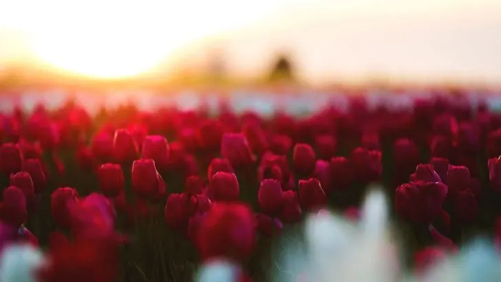 91 Tulip Quotes For All The Tulips Lovers