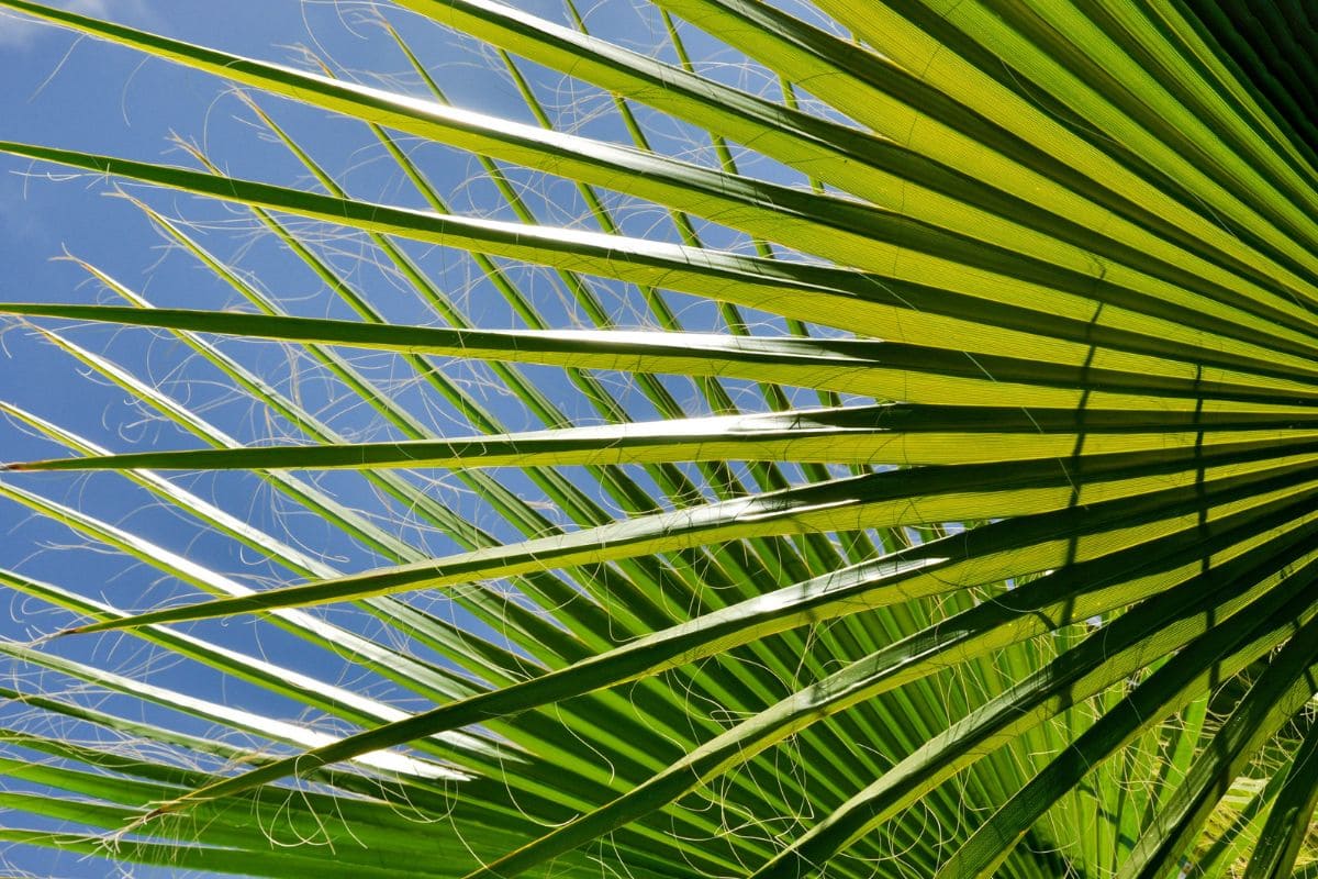 Growing And Caring For A Ribbon Palm: Tips And Tricks For A Healthy And ...