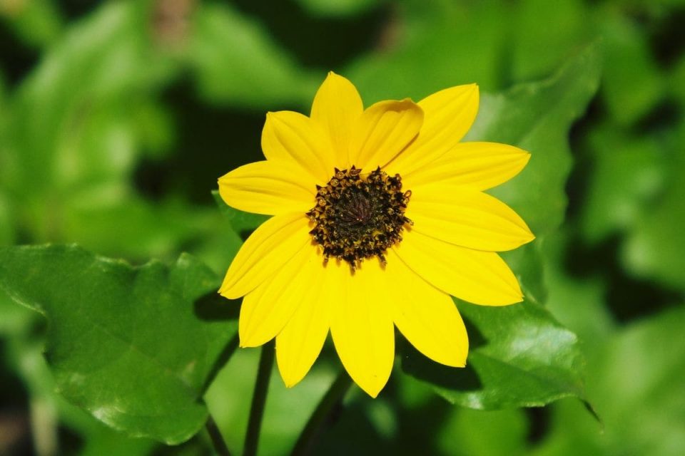 Make Your Garden Stand Out with These Dune Sunflower Care Tips