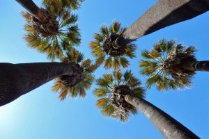 Growing And Caring For Ribbon Palms_ Tips And Tricks For A Healthy And Vibrant Tree