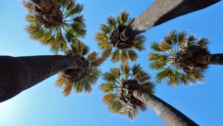 Growing And Caring For A Ribbon Palm: Tips And Tricks For A Healthy And Vibrant Tree