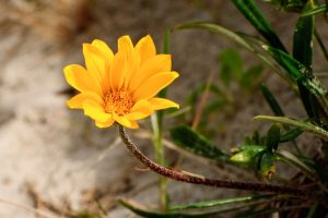 Mastering-The-Art-Of-Dune-Sunflower-Care_-Tips-Tricks-For-Growing-A-Flourishing-Garden