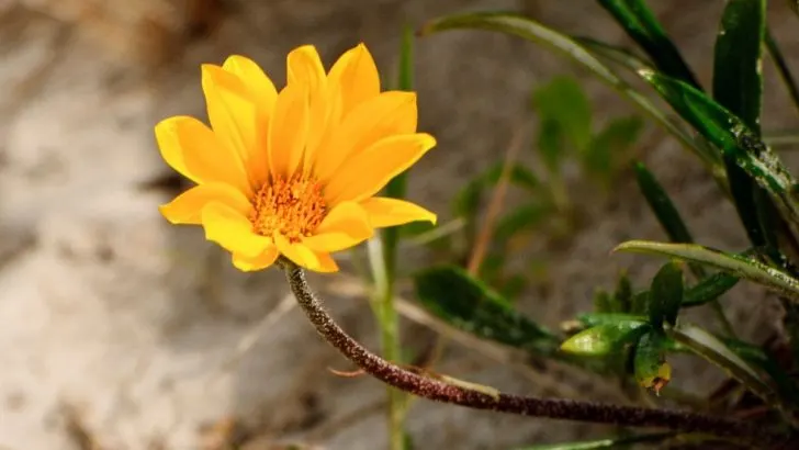 Make Your Garden Stand Out with These Dune Sunflower Care Tips