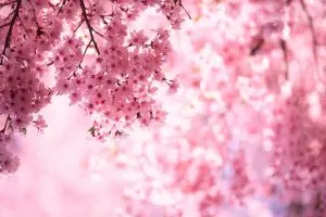 Blooming-Inspiration_-Cherry-Blossom-Quotes-To-Delight-Your-Senses