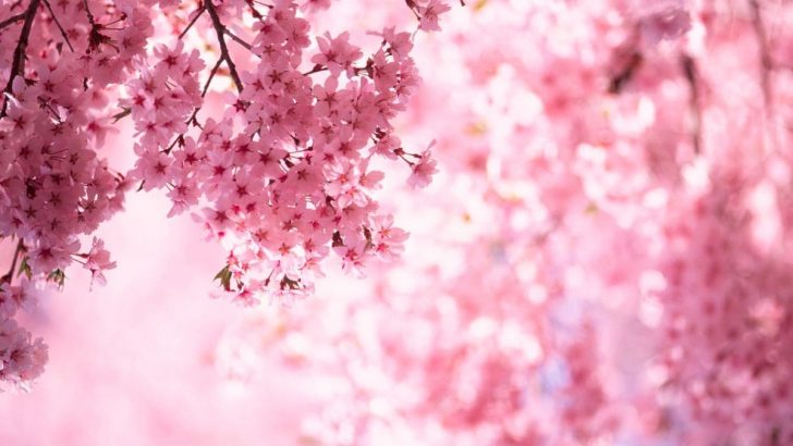 Blooming Inspiration: Cherry Blossom Quotes To Delight Your Senses