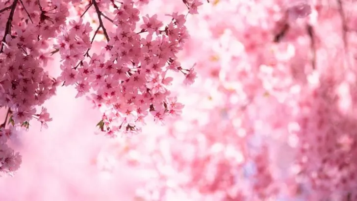 Inspiring Cherry Blossom Quotes to Bring a Touch of Beauty to Your Day