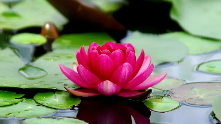 Let These Lotus Flower Quotes Lift Your Spirit