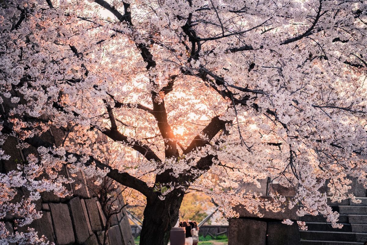 Heart-Warming-Cherry-Blossom-Tree-Quotes