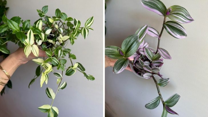 9 Tradescantia Varieties So Beautiful, They’re Practically Art