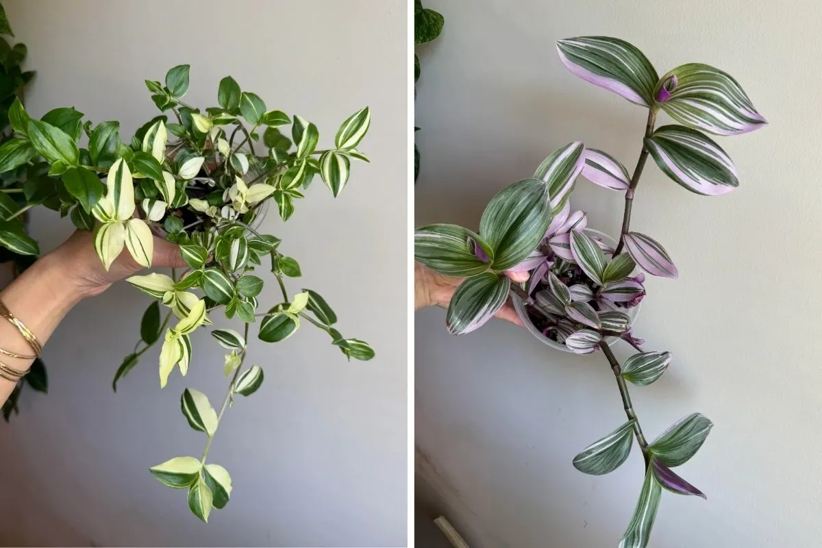 Tradescantia Varieties 2