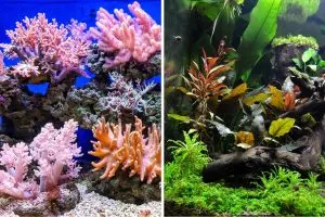 15 Underwater Plants Perfect for Your Water Garden