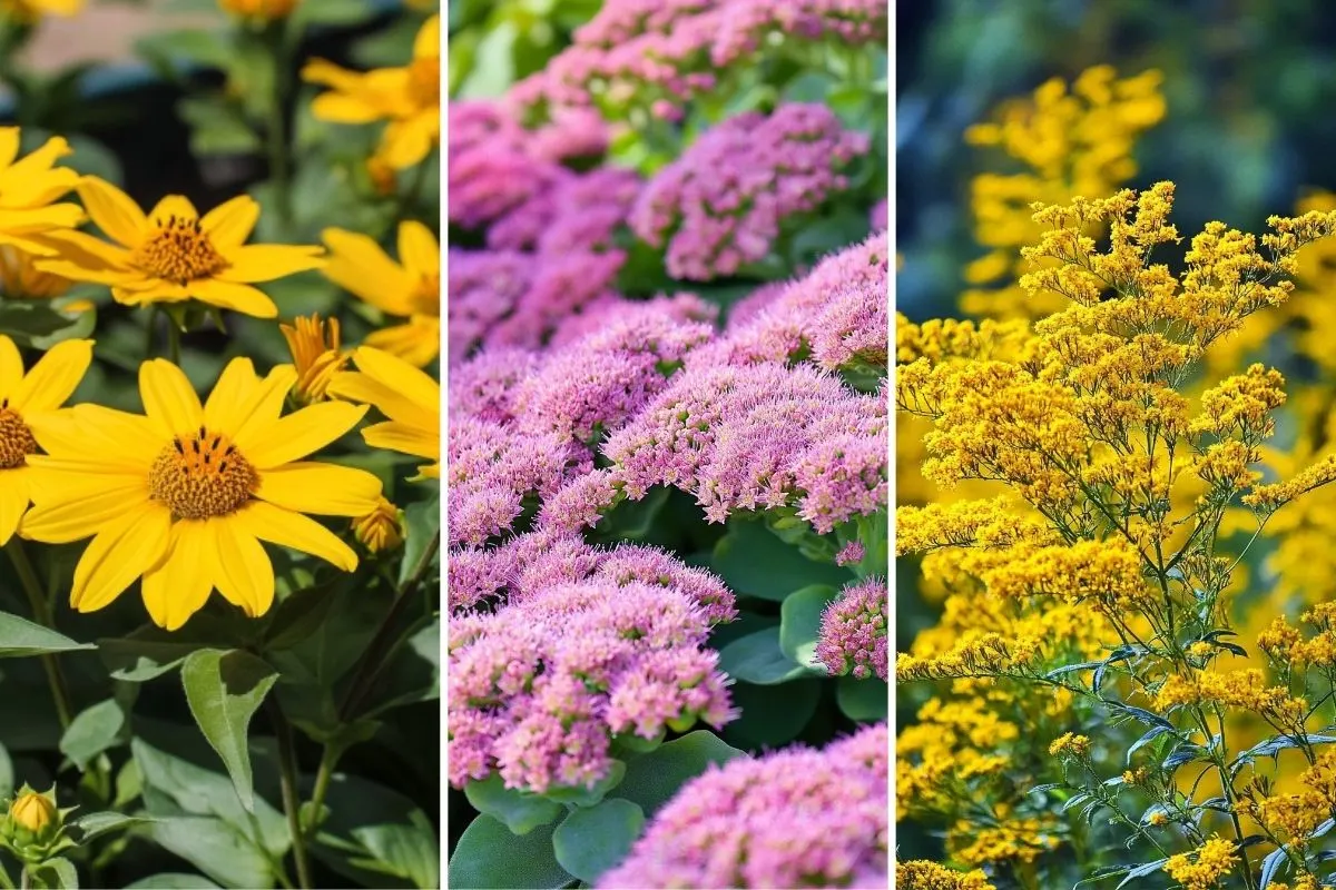 12 Fall-Blooming Perennials to Add Color and Life to Your Autumn Garden