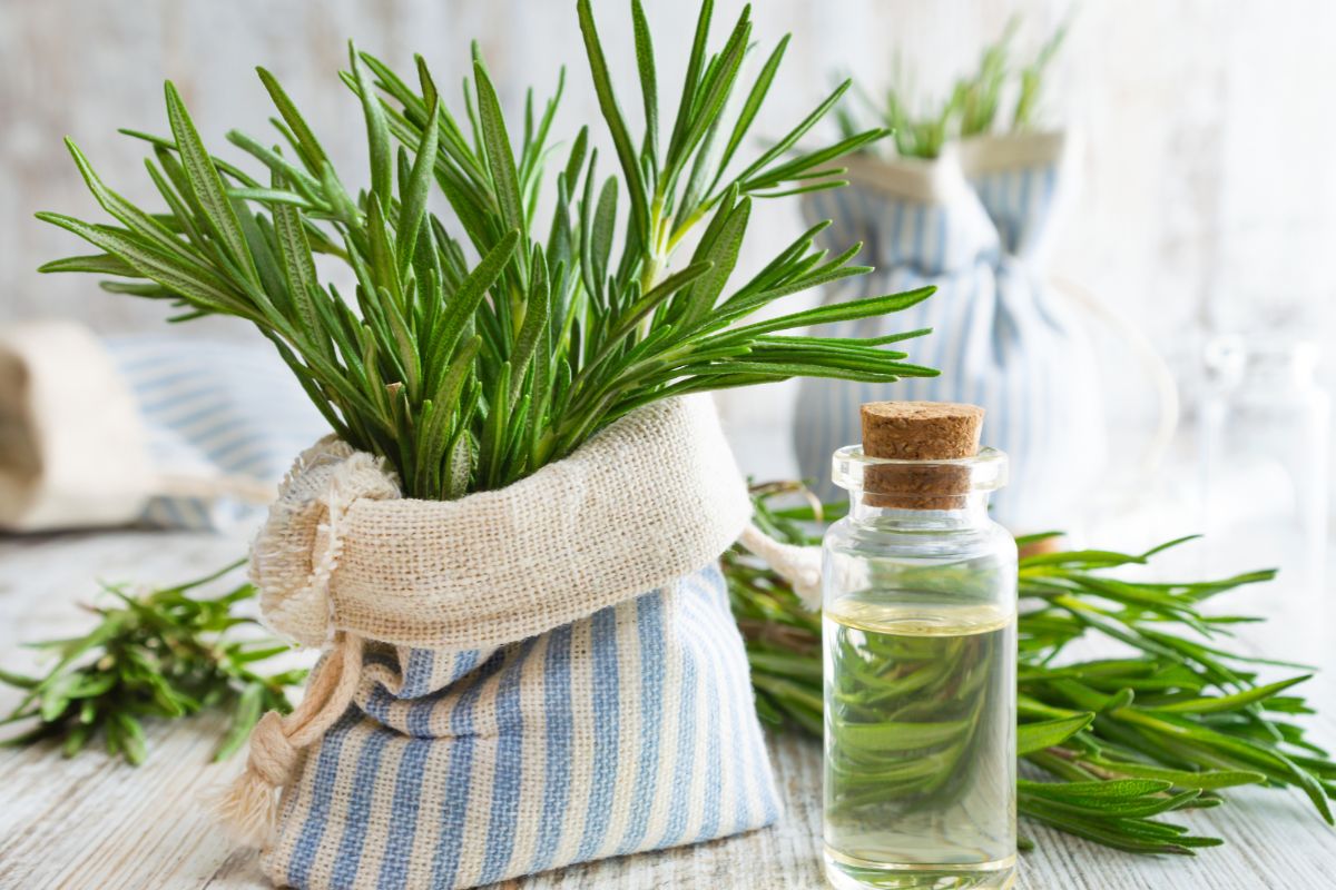 12 Surprising Ways to Use Rosemary Around Your Home and Garden