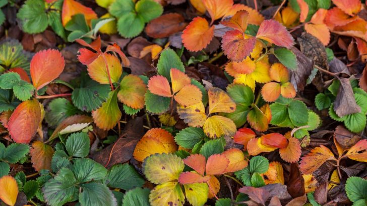 3 Must-Do Fall Tasks for Thriving Strawberry Plants (And a Key Mistake to Avoid)