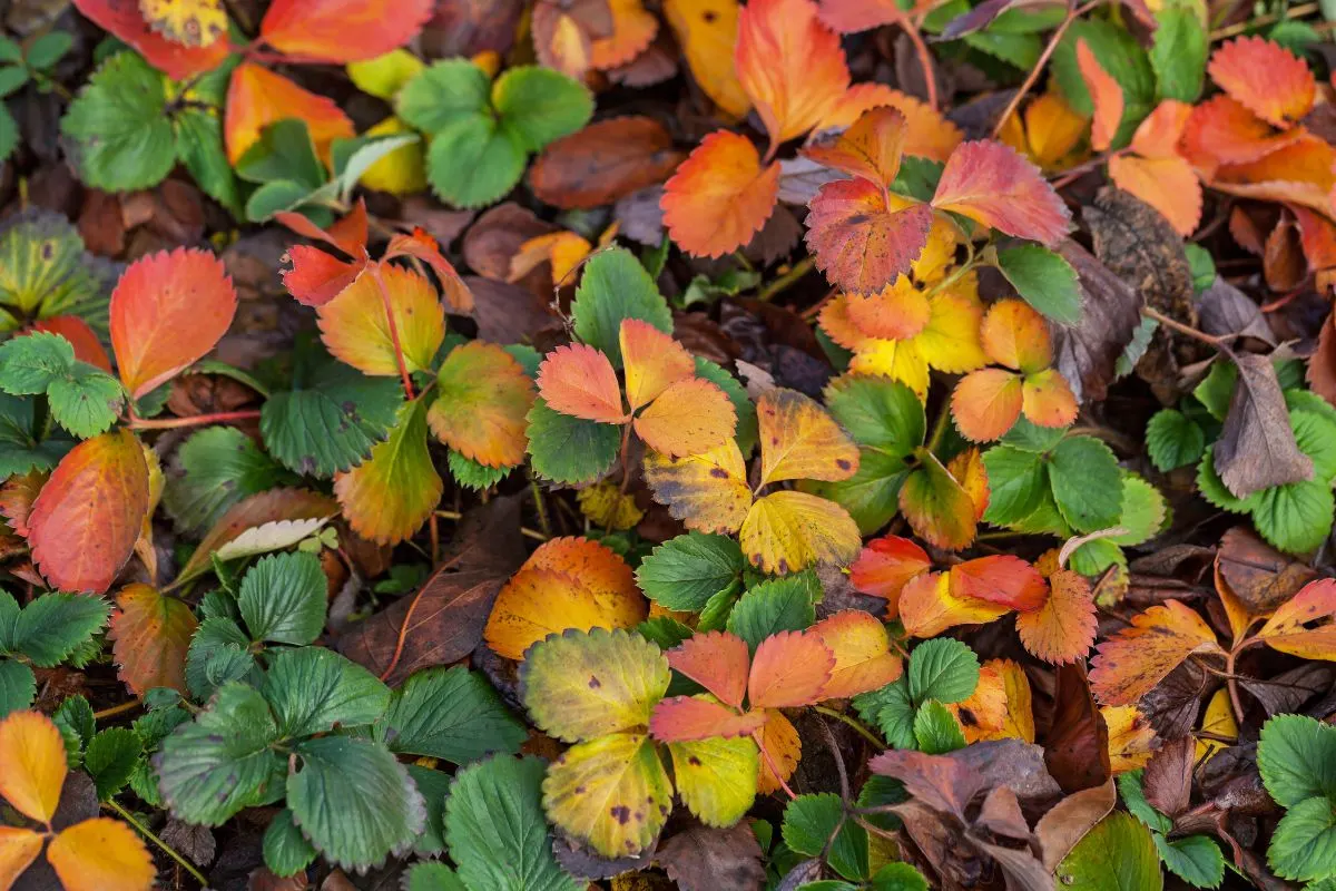 3 Must-Do Fall Tasks for Thriving Strawberry Plants (And a Key Mistake to Avoid)