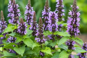 6 Reasons You Should Be Growing Anise Hyssop and How to Care for It