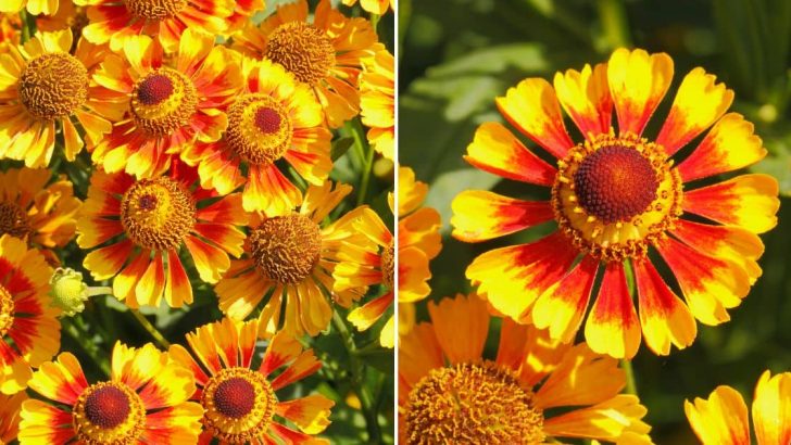 7 Reasons To Grow Blanket Flowers In Your Garden