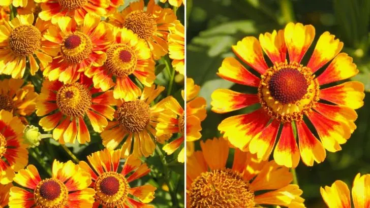 7 Reasons To Grow Blanket Flowers In Your Garden