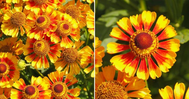 7 Reasons To Grow Blanket Flowers In Your Garden