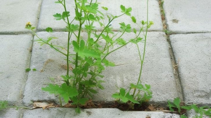 9 Highly Effective Natural Weed Control Methods