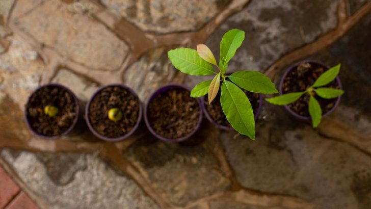 Are You Missing Out on Homegrown Avocados? Here’s How to Grow and Bloom Them in a Pot