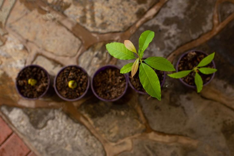 Are You Missing Out on Homegrown Avocados Here's How to Grow and Bloom Them in a Pot