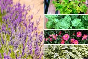 Avoid Planting Lavender Near These Plants for a Healthier Garden