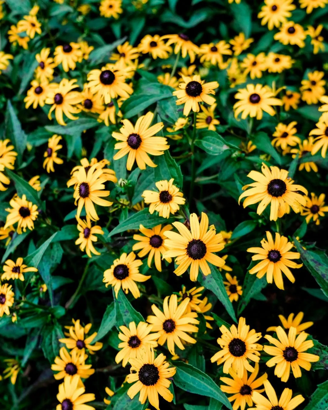 Black-eyed-Susanna-Rudbeckia-hirta