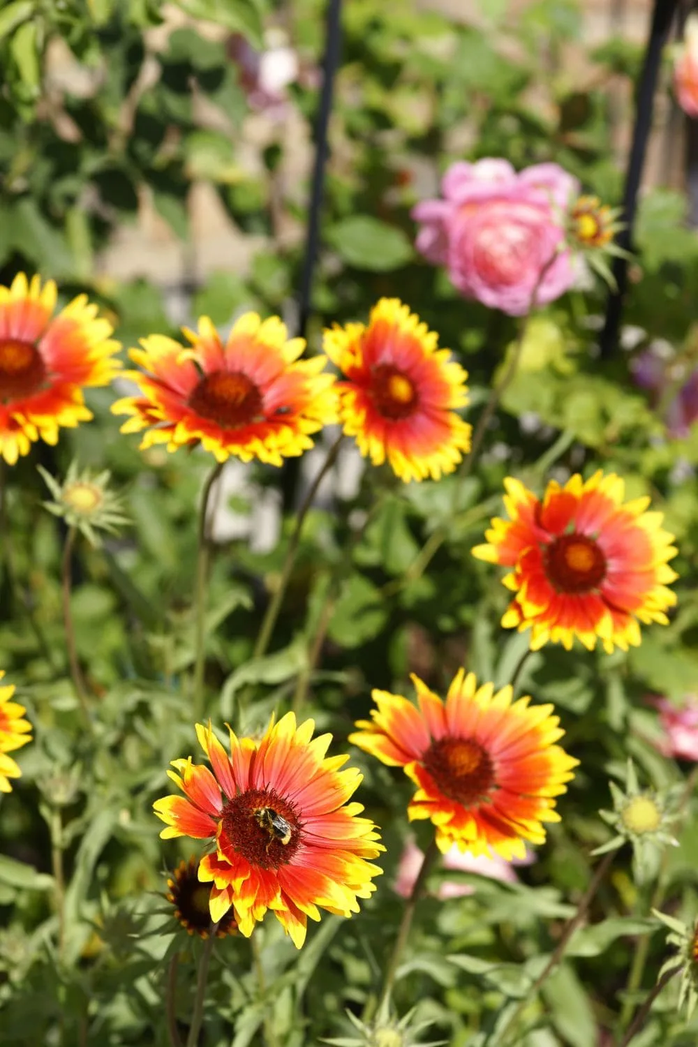 Blanket-flowers-3