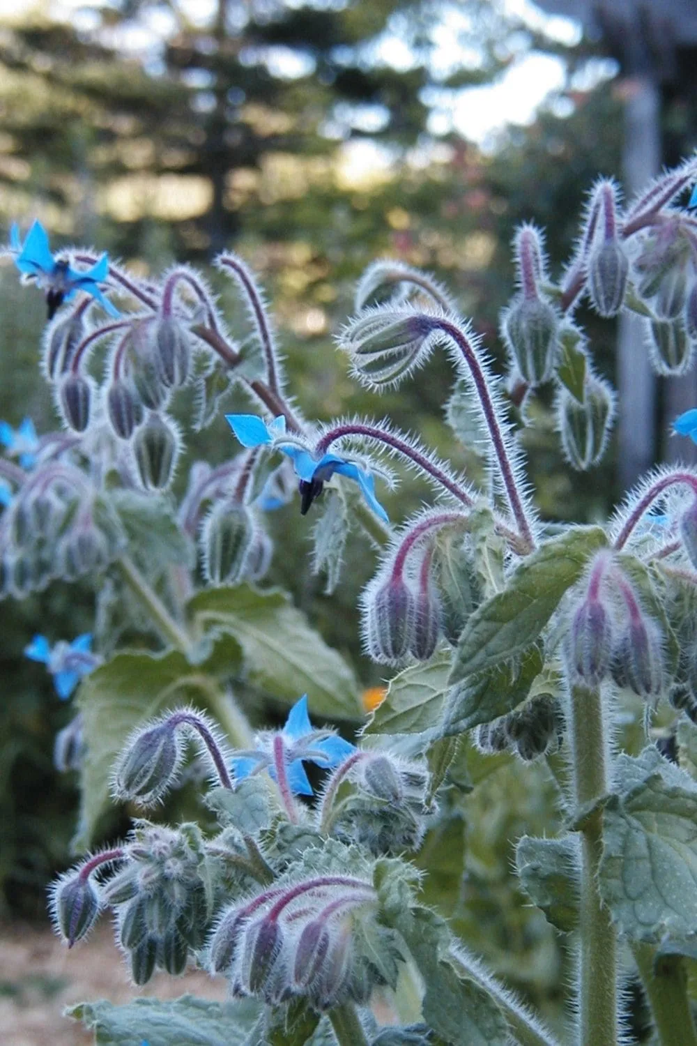 Borage-3