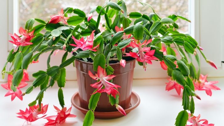 Can You Really Make Your Christmas Cactus Bloom All Year? Here’s How