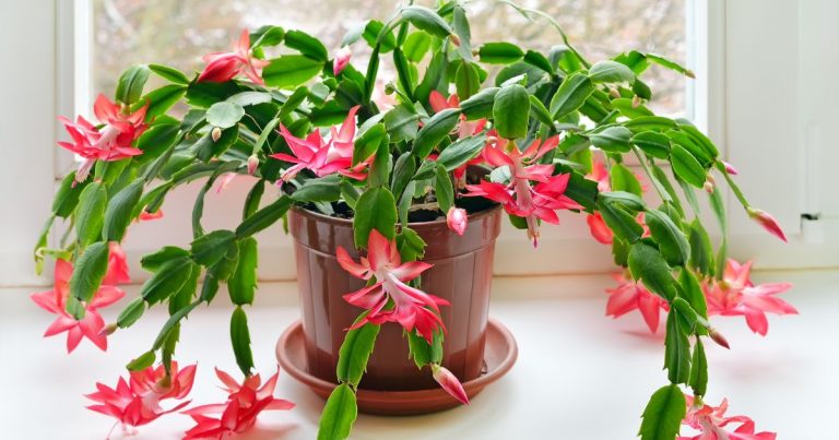 Can You Really Make Your Christmas Cactus Bloom All Year? Here’s How
