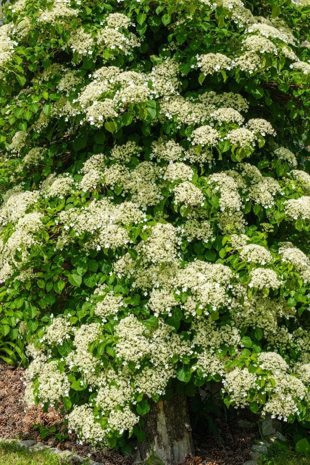 Climbing hydrangeas