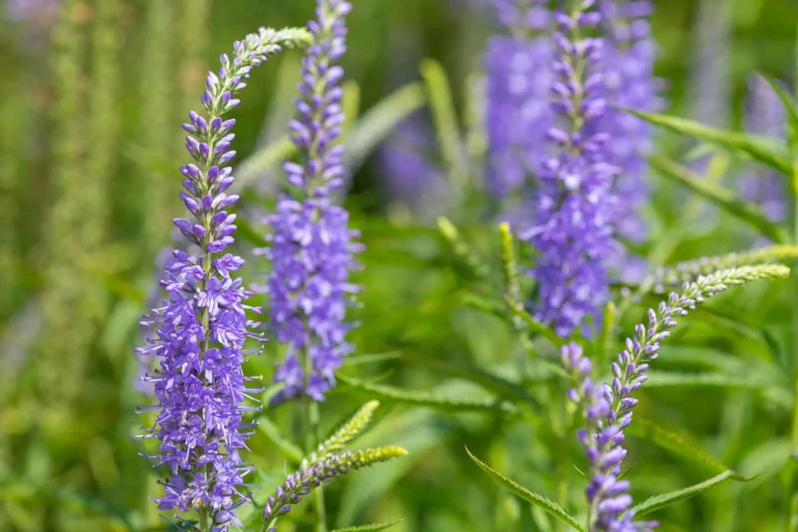 Close-up-of-blooming-Garden-Speedwell-Veronica-longifolia