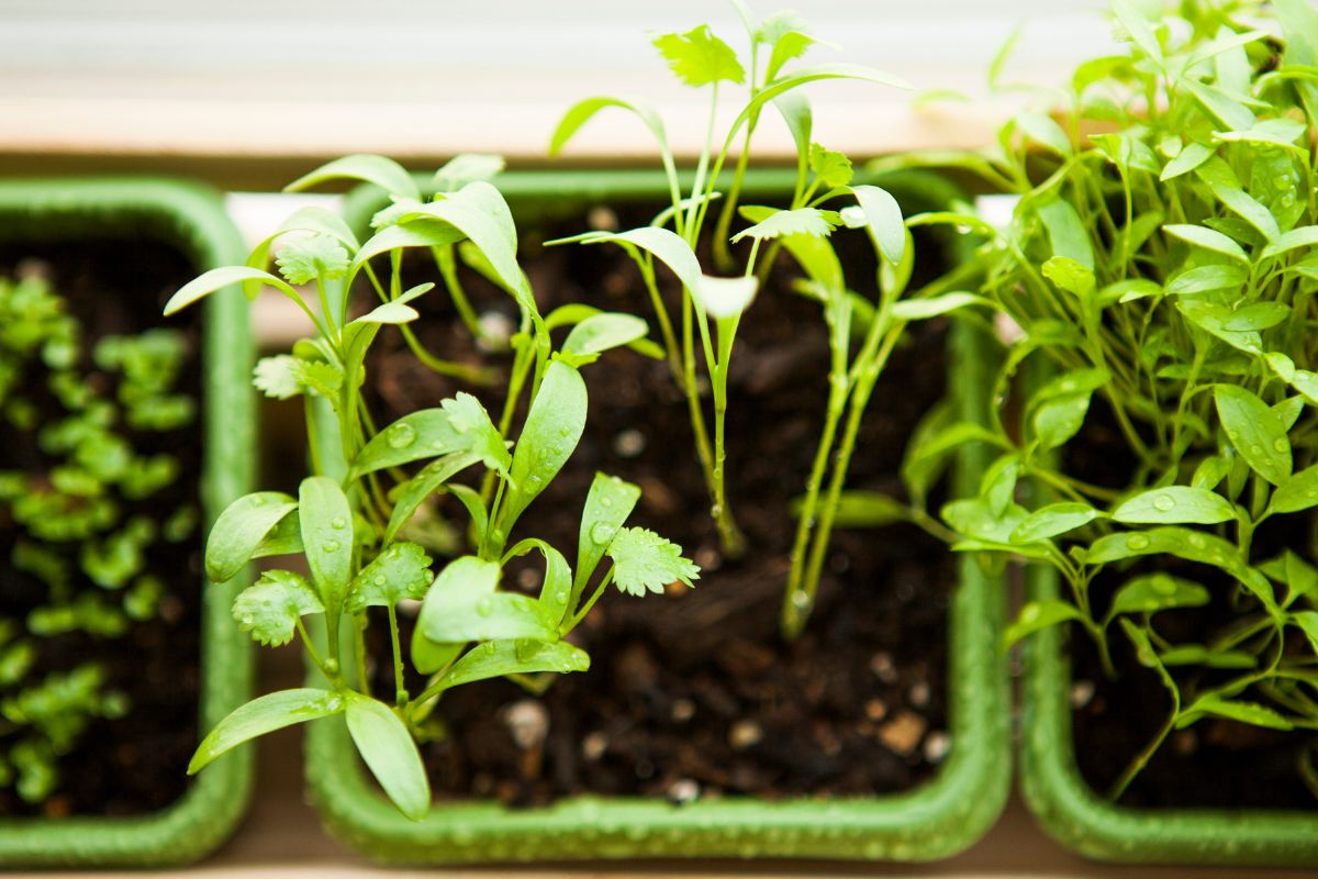 Is It Time to Rethink Growing Cilantro? Container Gardening Might Be ...