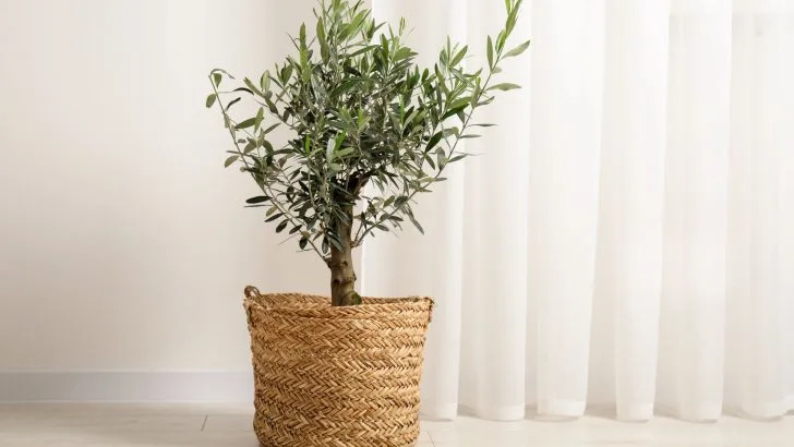 Create a Miniature Forest in Your Backyard with These 10 Potted Tree Wonders