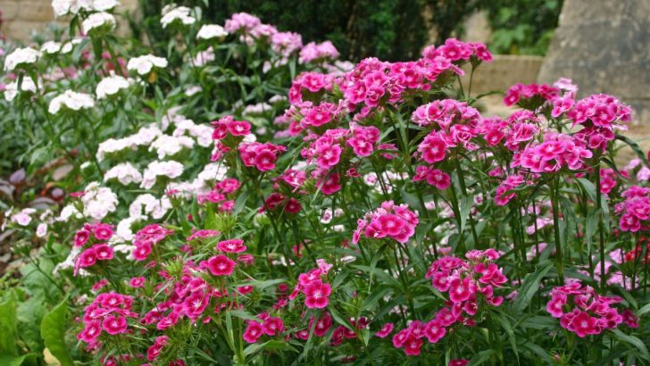 Create the Perfect Growing Conditions for Sweet William (Dianthus) with These Amazing Tips