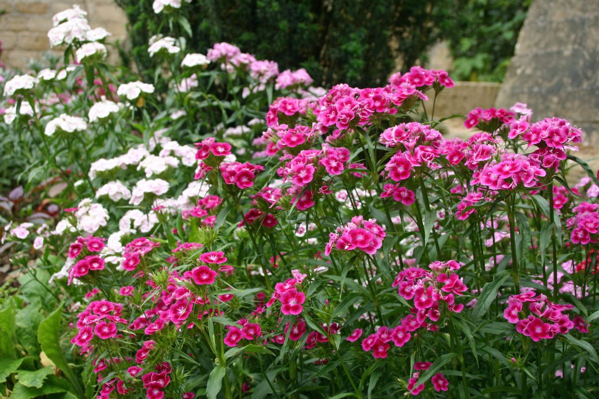 Create the Perfect Growing Conditions for Sweet William (Dianthus) with These Amazing Tips