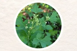 Discover How Chenopodium Album (White Goosefoot) Can Boost Your Health and Wellbeing