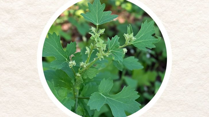 Discover How Chenopodium Album (White Goosefoot) Can Boost Your Health and Wellbeing