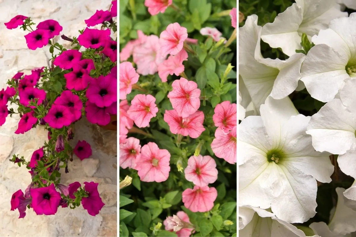 Discover the Meaning Behind Petunias What Makes Them So Special