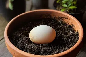 Eggs Aren't Just for Breakfast Discover How They Can Boost Your Garden’s Health