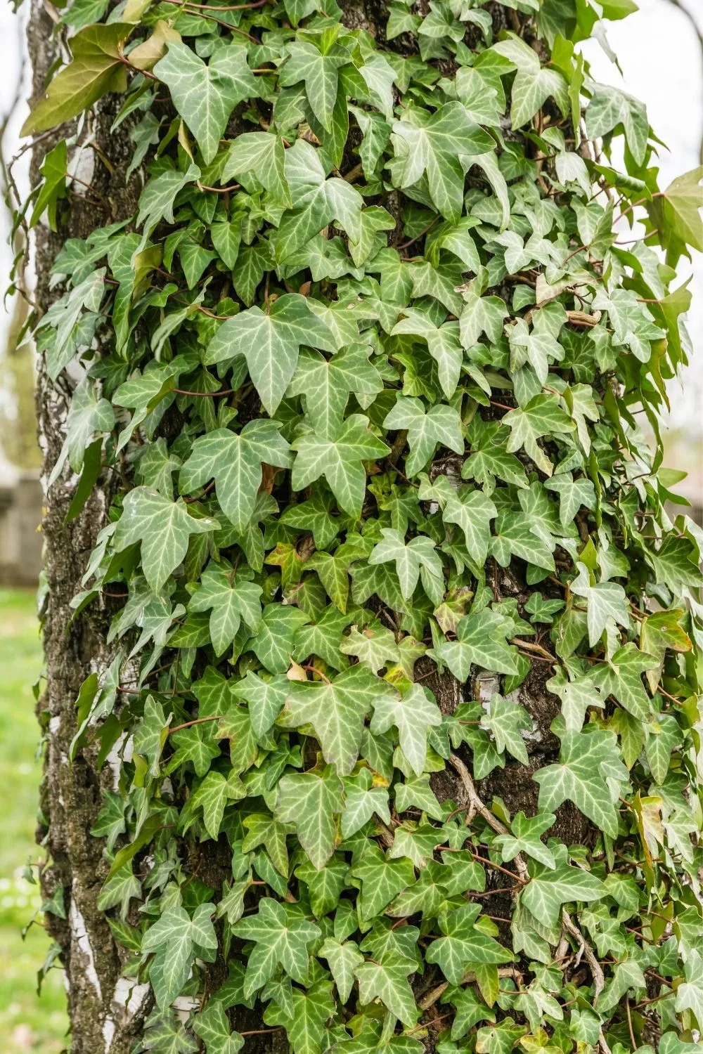 English Ivy