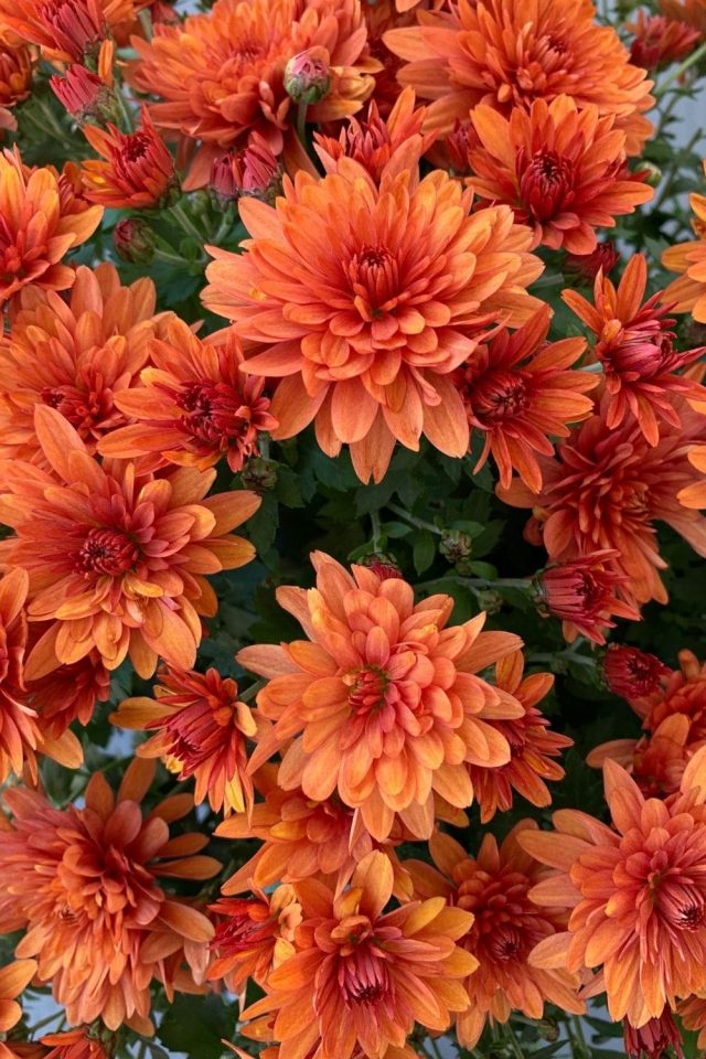 When Should You Plant Your Fall Mums? Discover the Perfect Timing ...