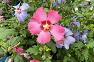 Fertilizing Hibiscus Keep Your Hibiscus Blooming All Season Long1